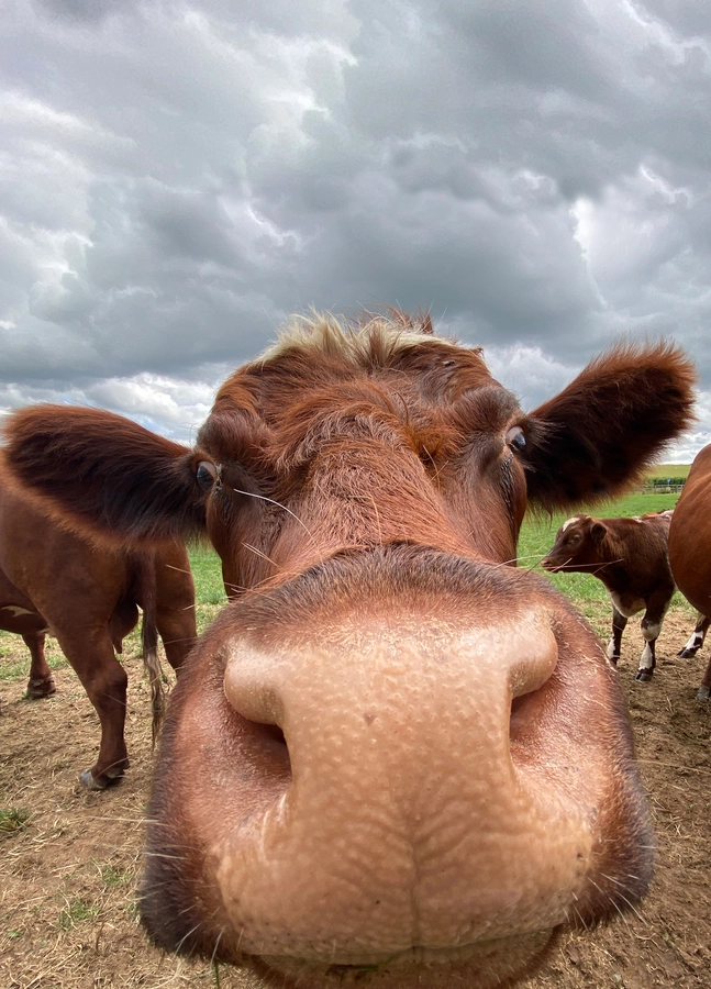 Funny Cow Card