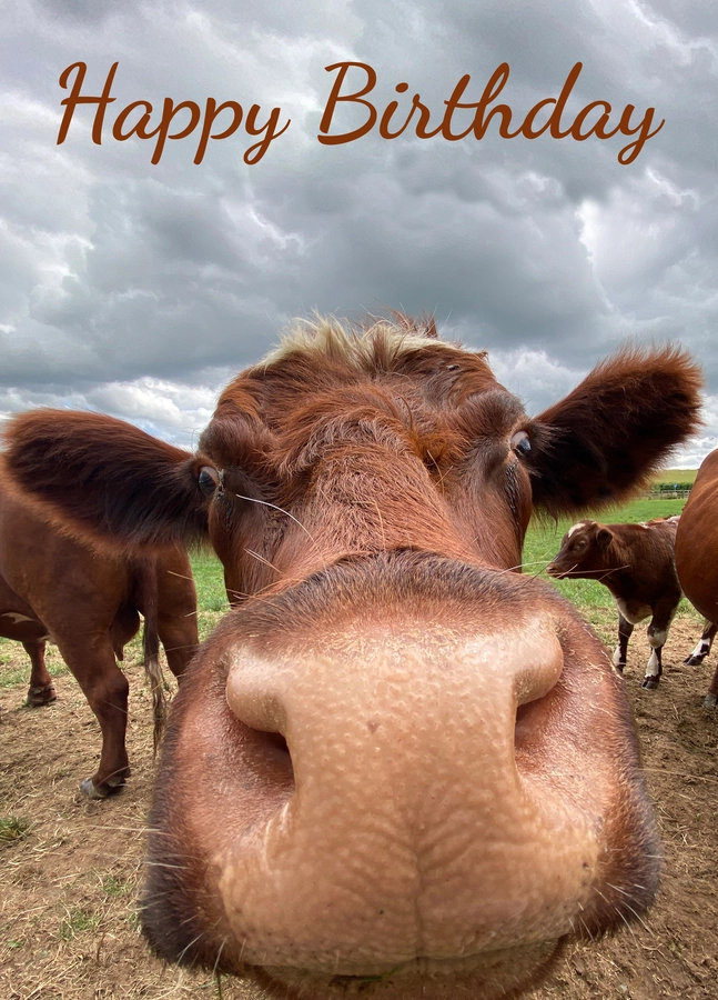 Funny Cow Birthday Card