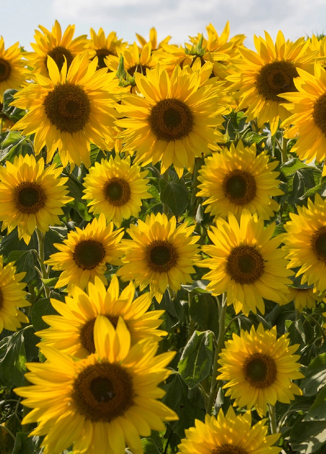 Sunflowers Card