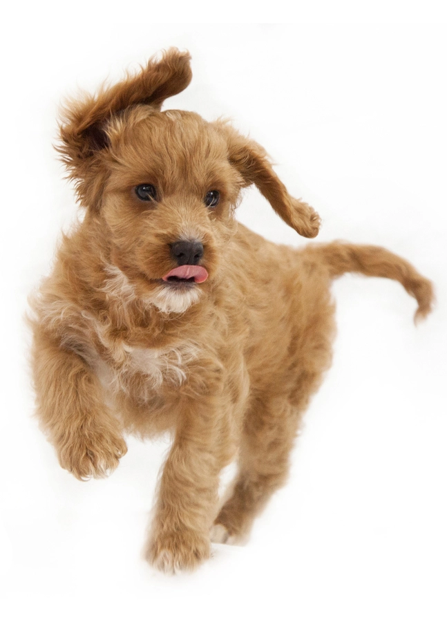 Cockapoo Dog Card